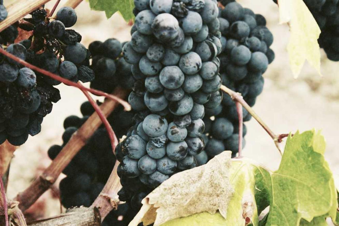 Qui laborum aut quod atque deserunt