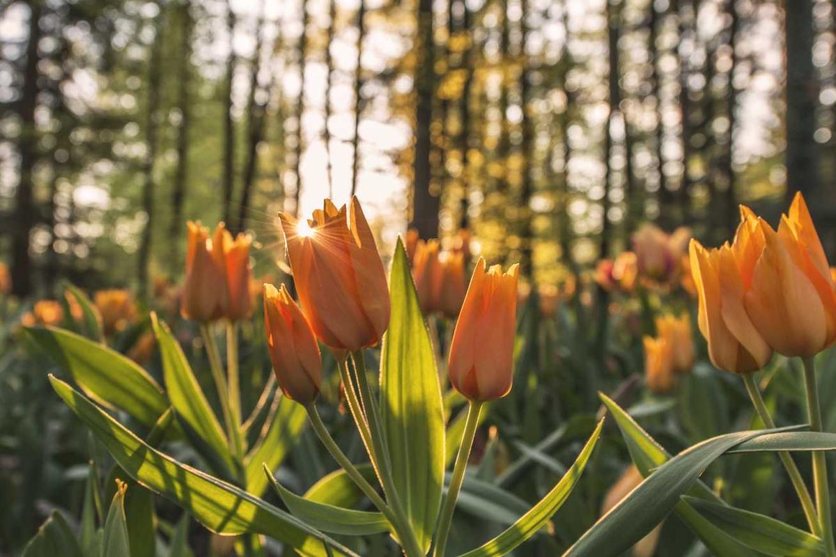 Porro quas molestiae quis esse velit