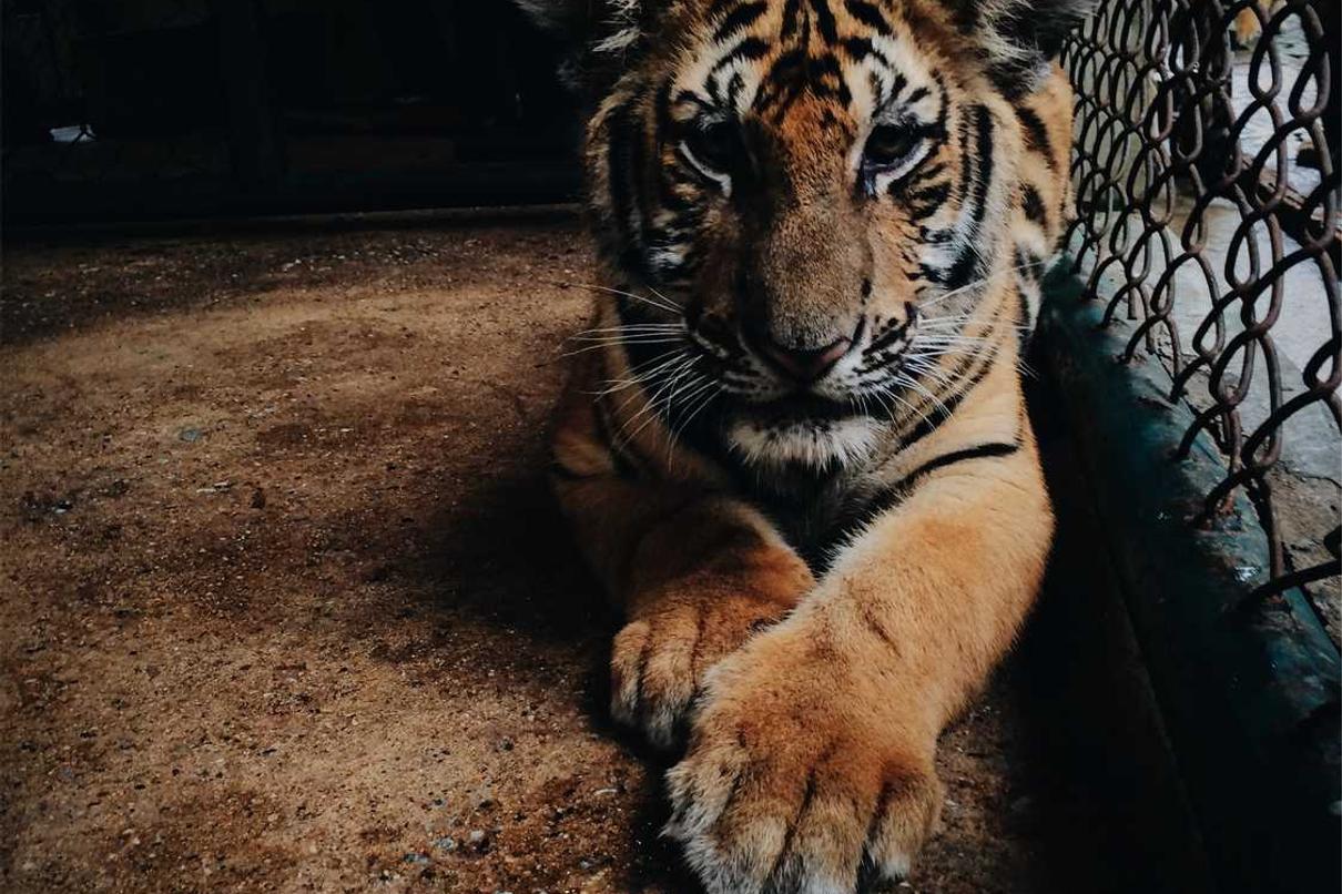 Est ea saepe dicta sit